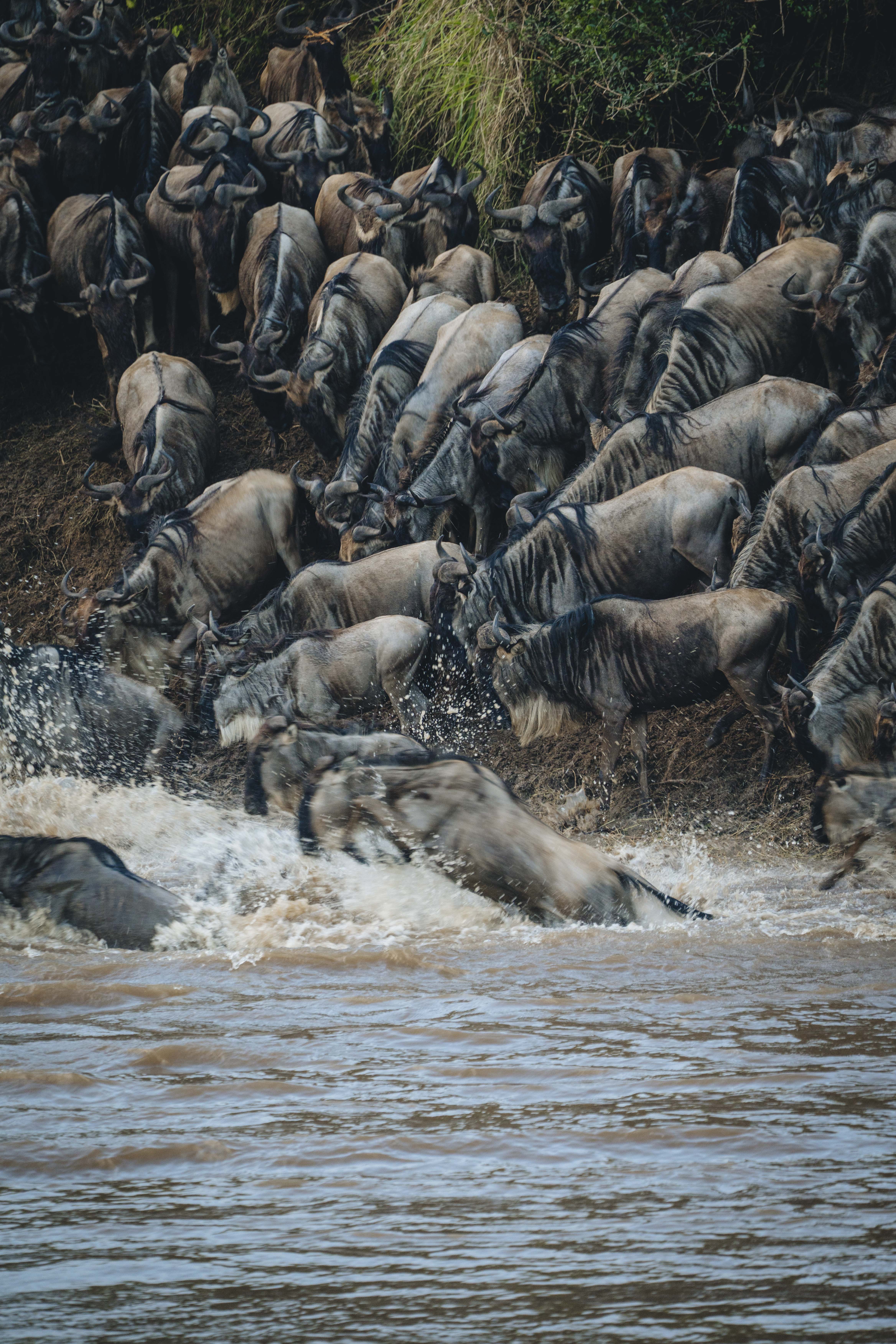 Great Migration river crossing in Serengeti