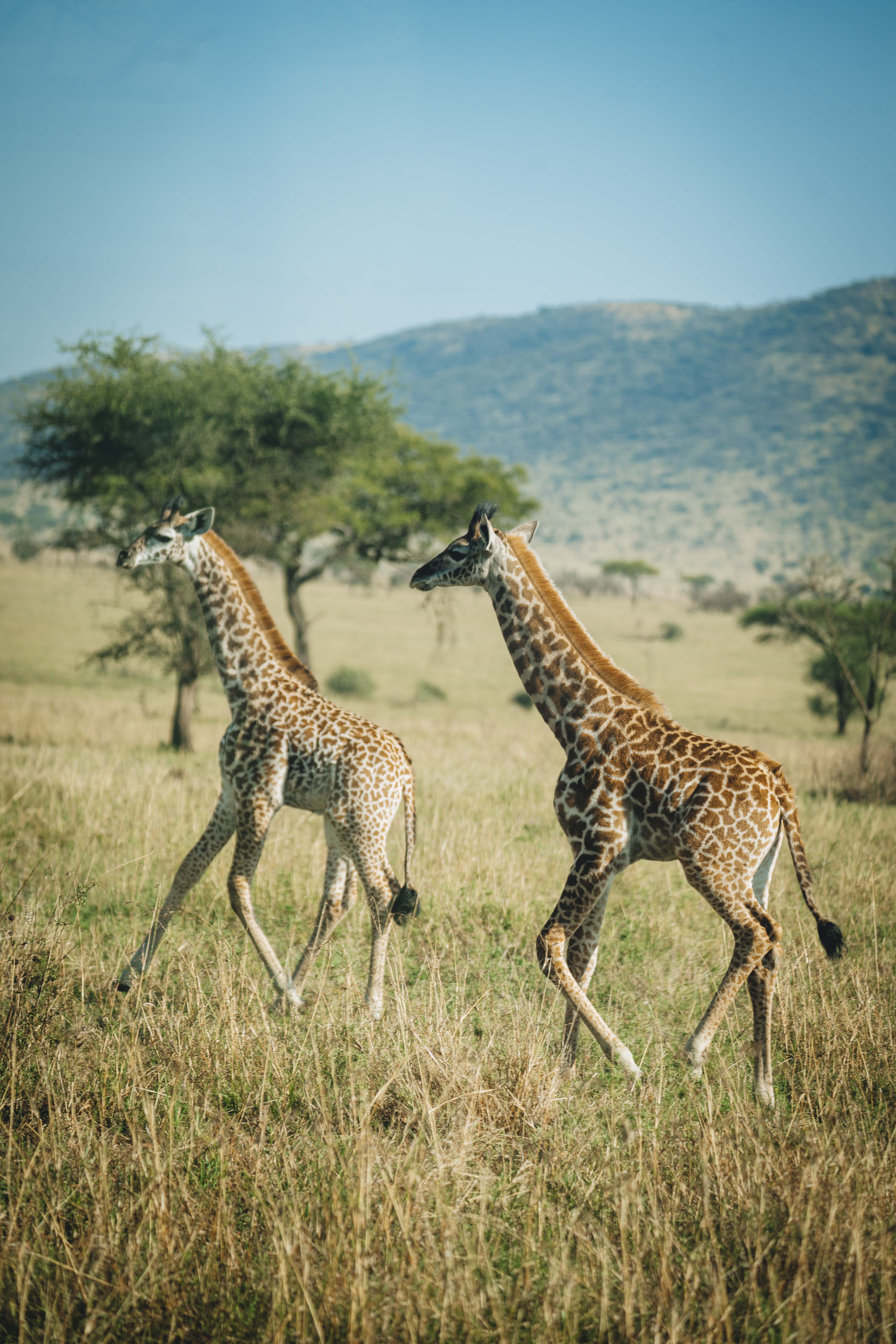 Serengeti Family Adventure