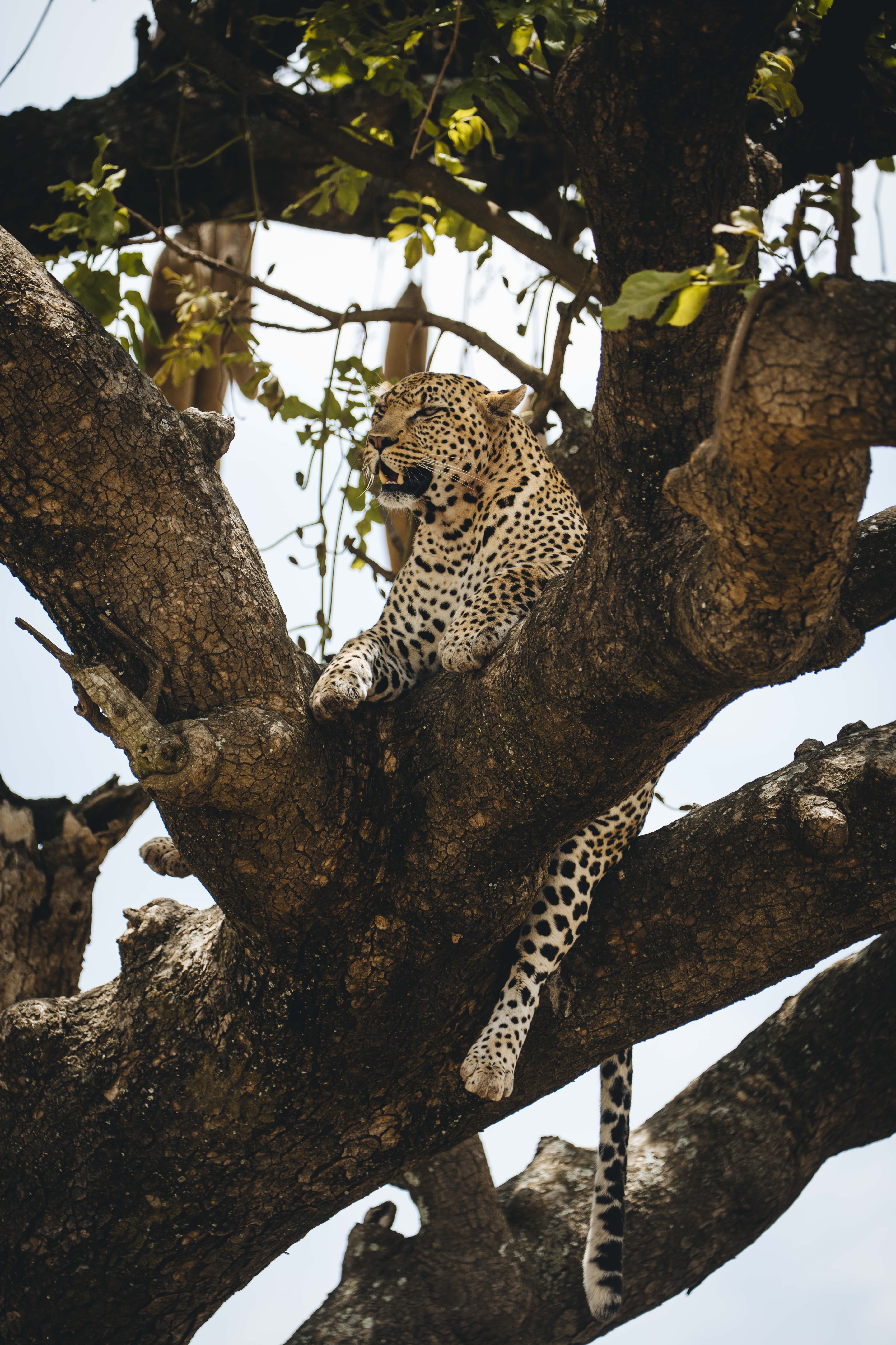 Rwanda & Uganda Gorillas