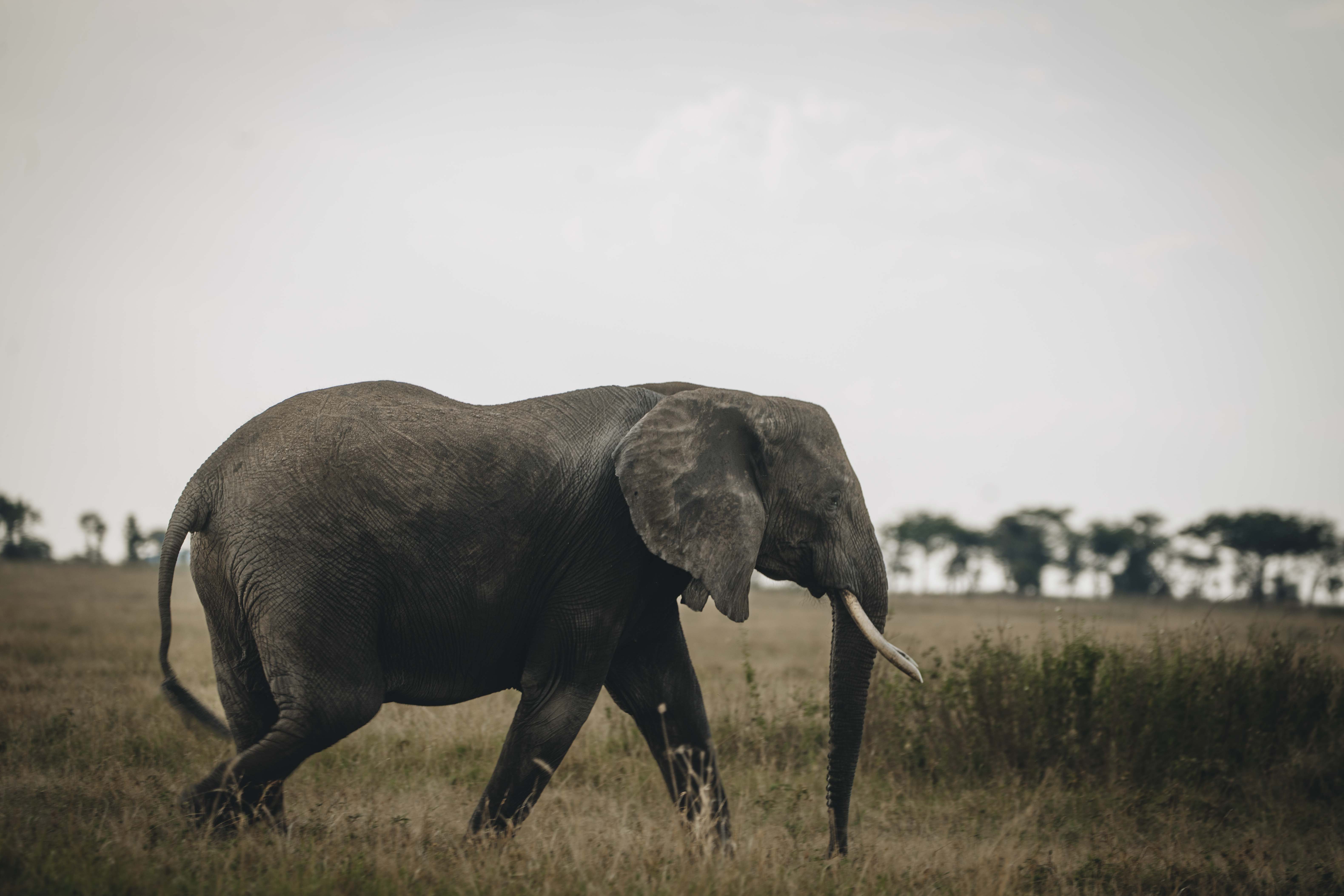 Kenya & Tanzania Combined