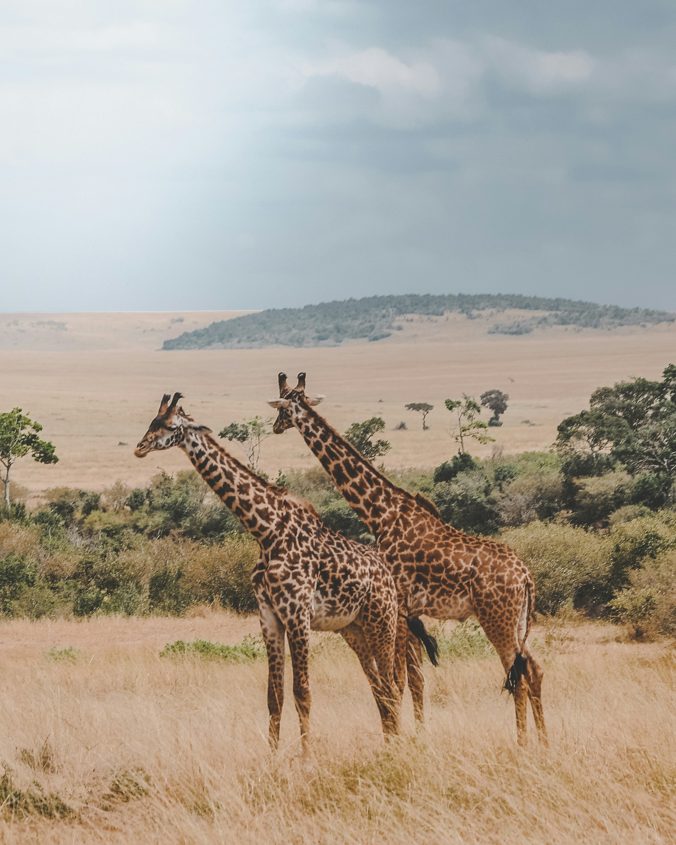 Luxury Safari Experience in East Africa