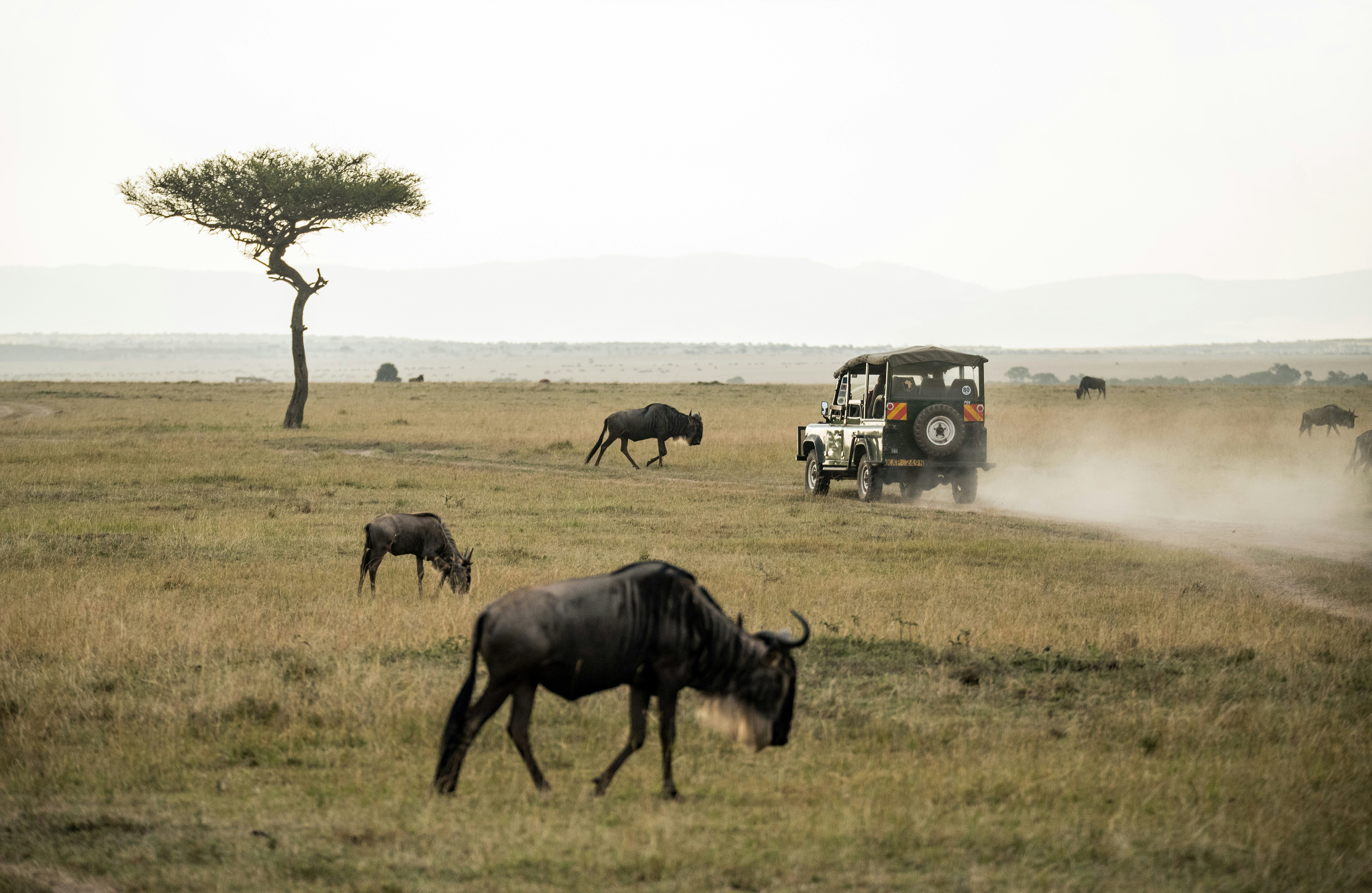 Kenya Masai Mara Safari Experience