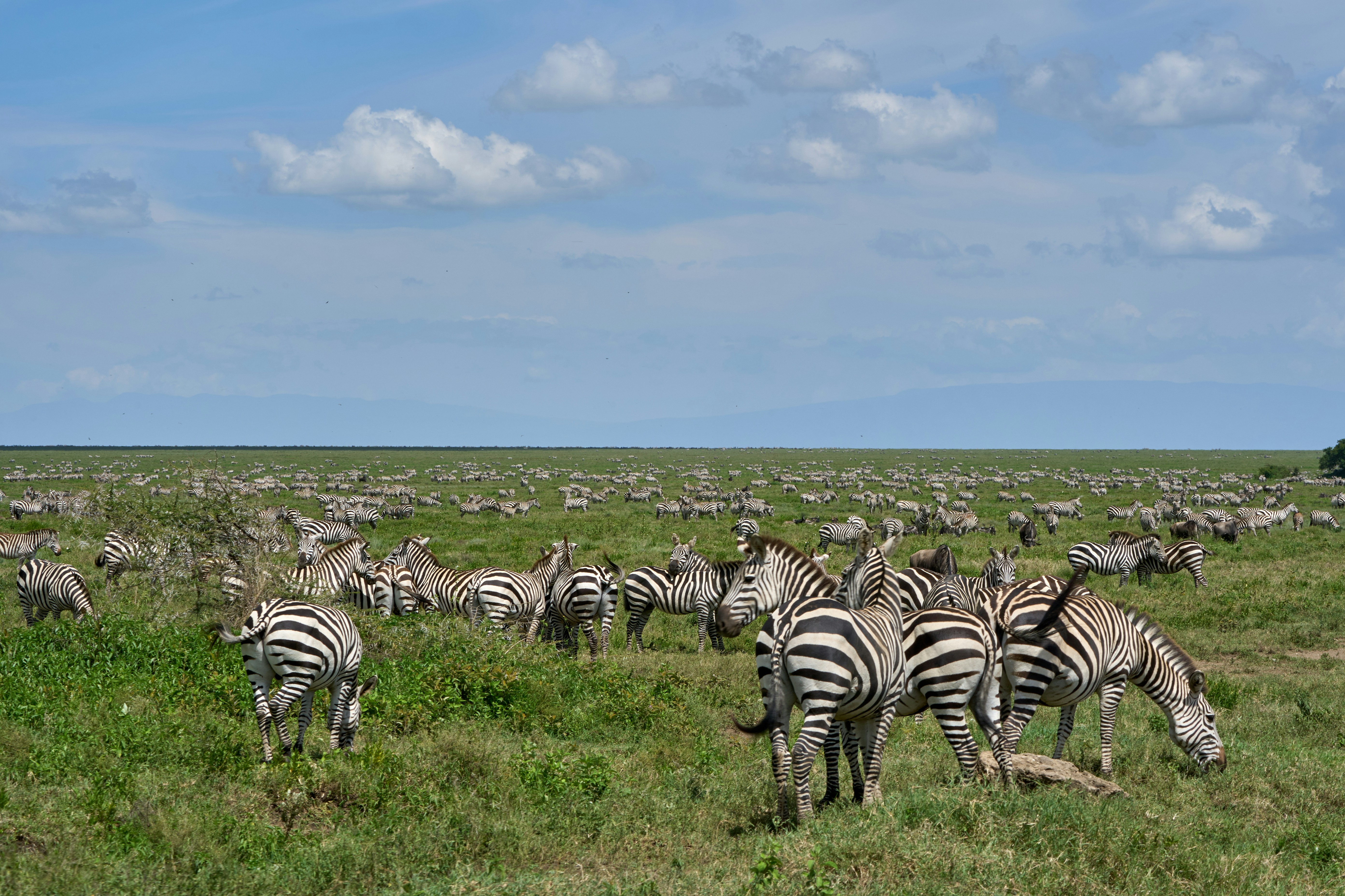 Maasai Mara Great Migration