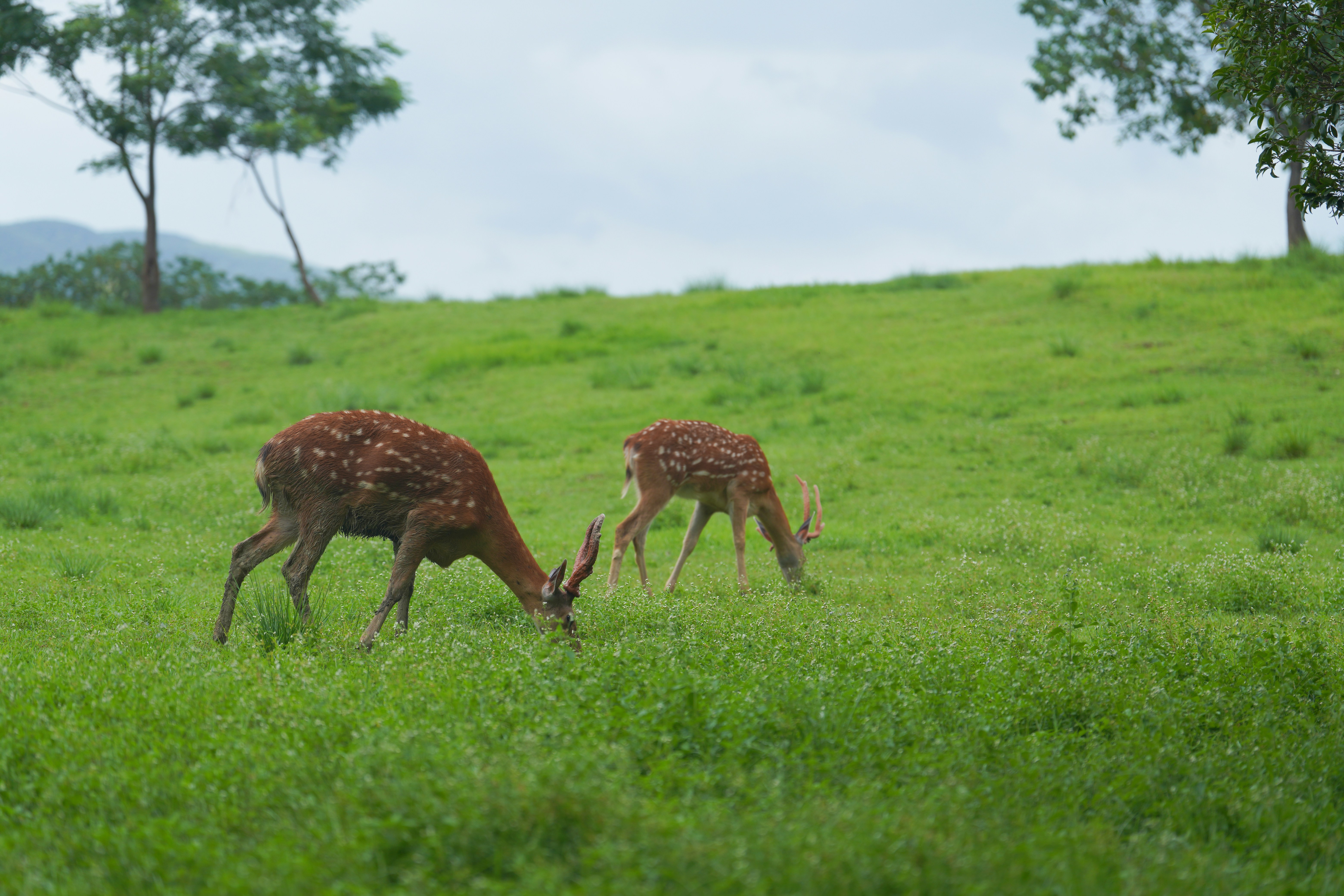 Cultural Rwanda Safari