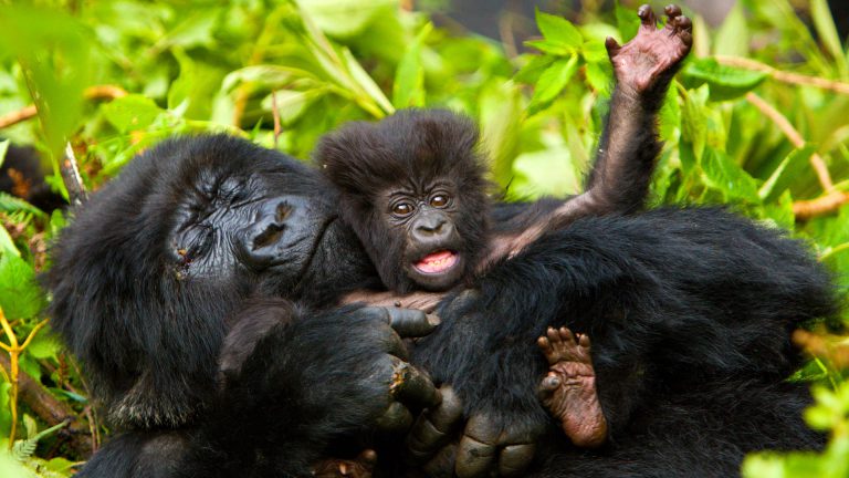 Uganda Rwanda Safari