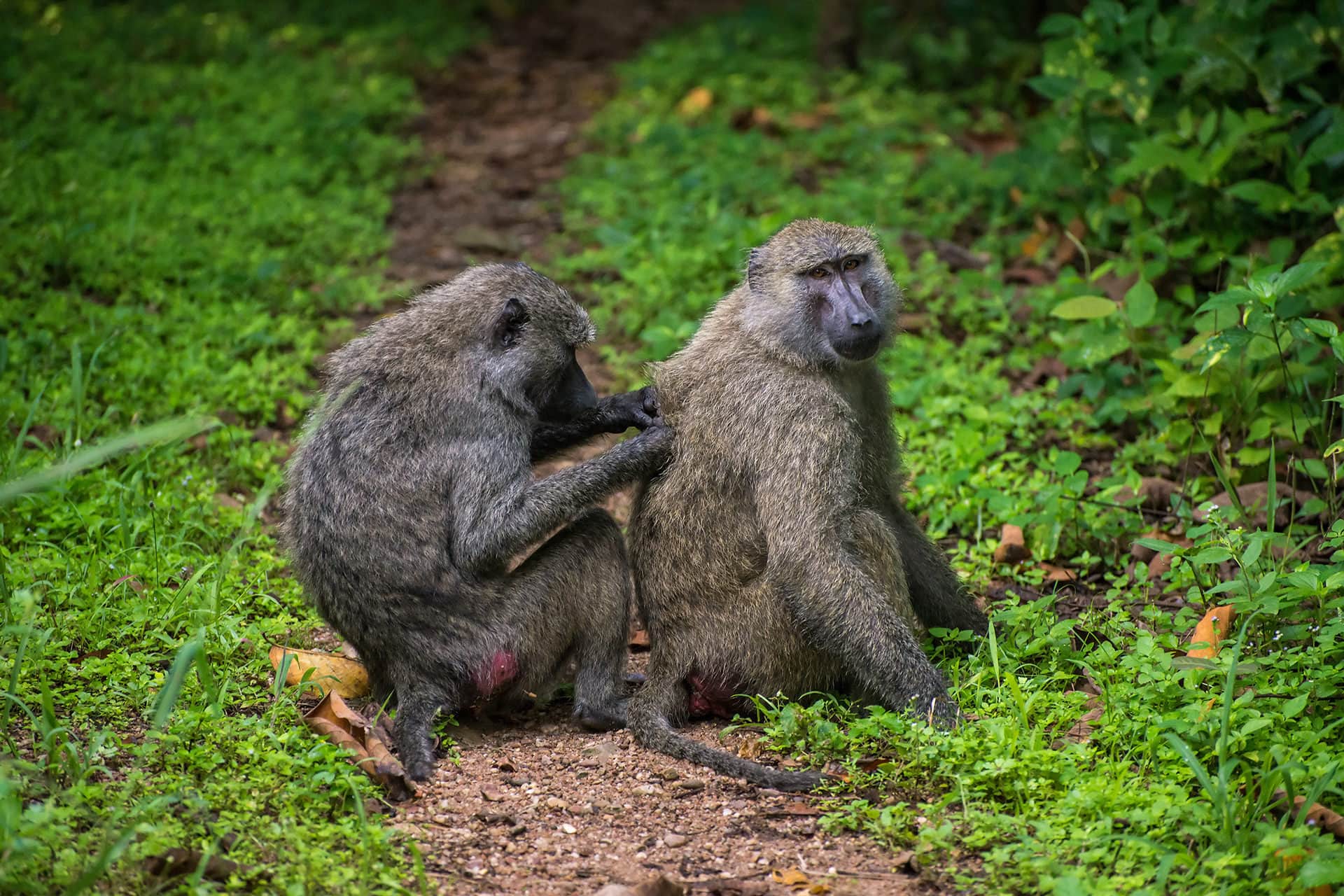 Tanzania Western Circuit Safari Experience