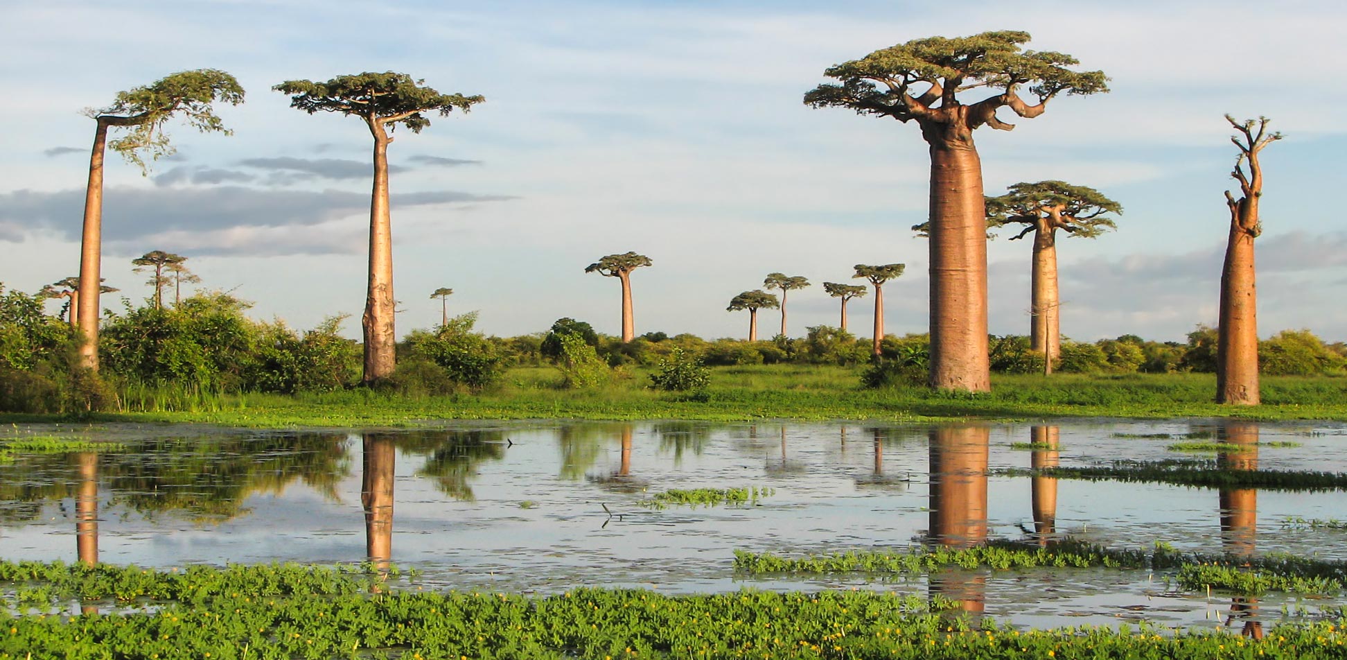 Western Dry Forests & Baobabs