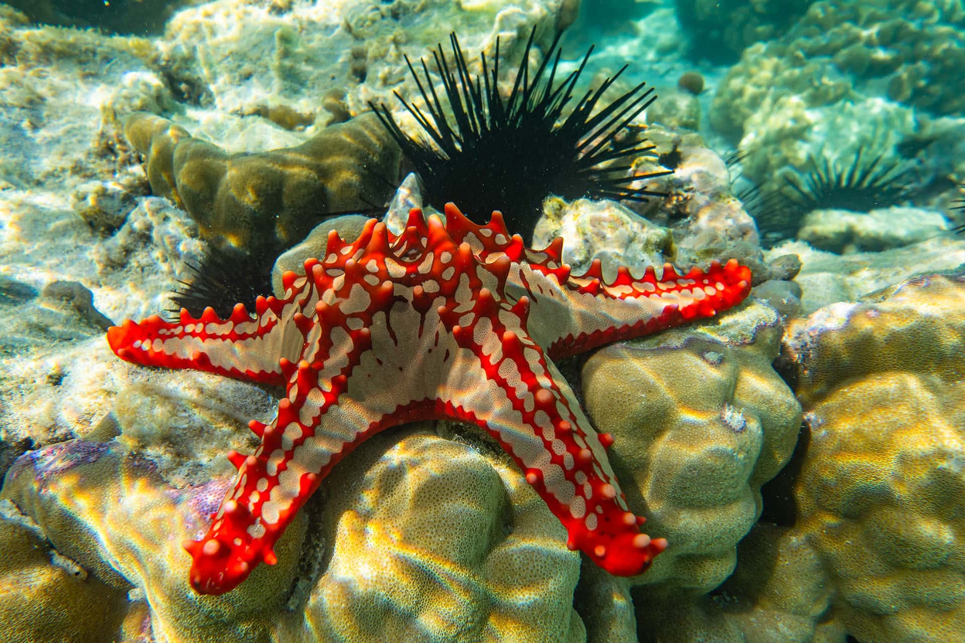 Kenya Coastal Adventure